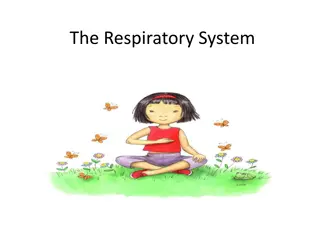 Understanding the Respiratory System and Importance of Breathing