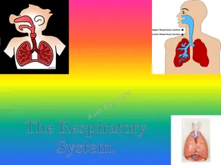 Explore the Intriguing World of the Respiratory System