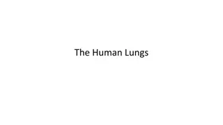 The Intricate Working of the Human Lungs Explained