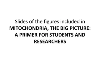 Exploring Mitochondria: A Visual Overview for Researchers