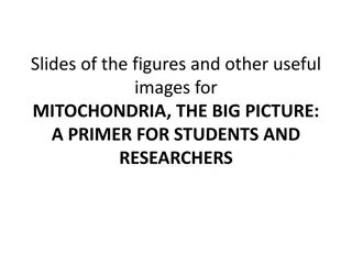 Exploring Mitochondria: Images and Insights for Researchers