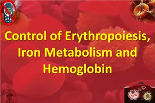 Erythropoiesis, Iron Metabolism, and Hemoglobin Regulation