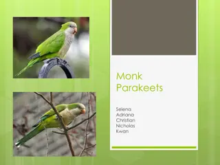 The Enchanting World of Monk Parakeets – Learn About These Vibrant Birds