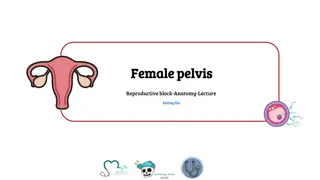 Female Pelvis Anatomy and Differences from Male Pelvis