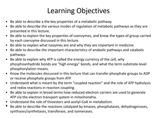 Metabolic Pathways and Regulatory Mechanisms