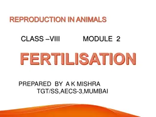 Fertilisation and Embryo Development in Animals