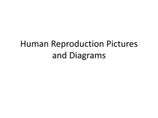 Educational Human Reproduction Pictures and Diagrams