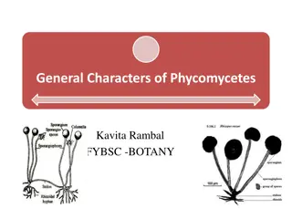 General Characteristics of Phycomycetes: An Overview