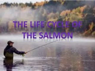 The Fascinating Life Cycle of Salmon