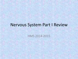 Understanding the Basics of Human Nervous System