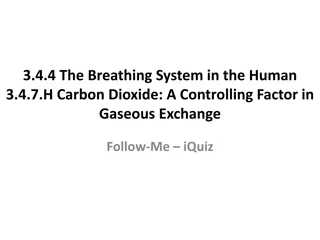 Understanding the Breathing System in Humans