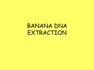 Banana DNA Extraction Process