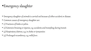 Emergency Slaughter Procedures in Livestock Management