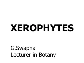 Adaptations of Xerophytes in Different Habitats