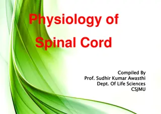 The Physiology of the Spinal Cord