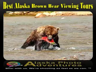 Best Alaska Brown Bear Viewing Tours