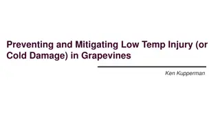 Preventing and Mitigating Low Temperature Injury in Grapevines