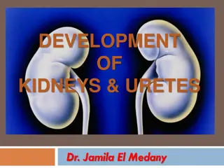 Development of Kidneys and Ureters in Embryology by Dr. Jamila El Medany