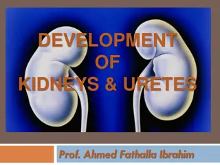 Embryological Development of Kidneys and Ureters by Prof. Ahmed Fathalla Ibrahim