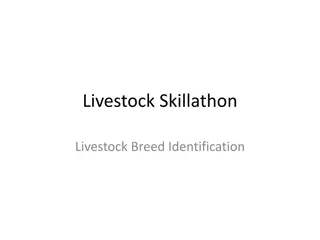 Livestock Breed Identification Skillathon Images