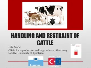 Cattle Handling and Restraint Techniques