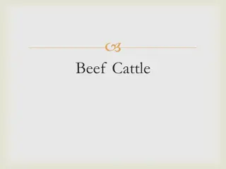 Overview of Beef Cattle Breeds and Characteristics