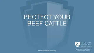 Protect Your Beef Cattle: Prevent Diseases and Ensure Animal Health