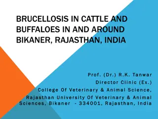 Brucellosis in Cattle and Buffaloes in Bikaner, Rajasthan, India