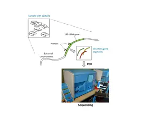 Chimeric Artifacts in Bacterial 16S rRNA Gene Sequencing