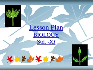 Understanding Leaf Structure and Phyllotaxy in Plants: Lesson Plan for Biology Class XI