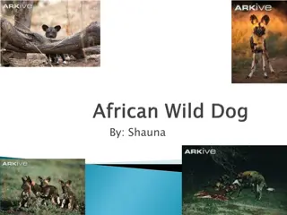 Fascinating Facts About African Wild Dogs