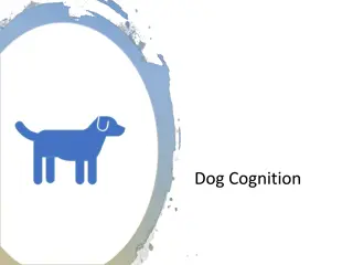 Dog Cognition: Understanding the Advanced Cognitive Abilities of Dogs