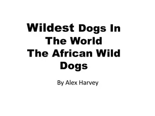 Exploring the Fascinating African Wild Dogs