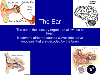 The Anatomy of the Ear