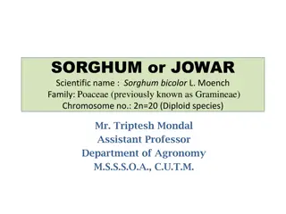 Importance, Uses, and Origin of Sorghum (Jowar)