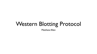 Western Blotting Protocol by Matthew Allan