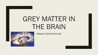 Gray Matter in the Brain: Structure, Function, and Importance