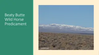 Beaty Butte Wild Horse Predicament and Conservation Efforts