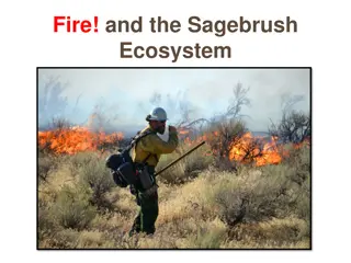 Exploring Fire and the Sagebrush Ecosystem