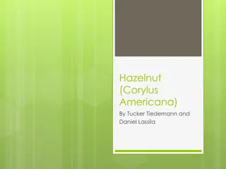 All About Hazelnut: Growth, Features, Animals, Pests, Seeds, Reproduction