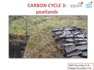 Peatlands and Carbon Storage in the Carbon Cycle