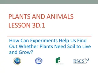 Role of Soil in Plant Growth Experiments