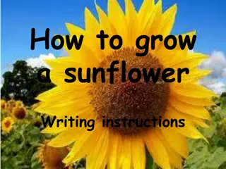 Step-by-Step Sunflower Growing Guide for Kids