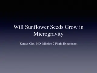 Sunflower Seeds Germination Experiment in Microgravity