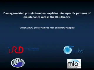 Exploring Damage-Related Protein Turnover in Relation to Somatic Maintenance in the DEB Theory