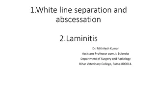 Understanding White Line Disease and Laminitis in Veterinary Medicine