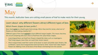 Bee-Friendly Flowers and Nectar Preferences