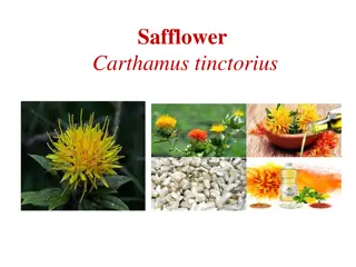 The Versatile Safflower: History, Uses, and Benefits