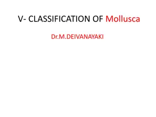 Overview of Mollusca Classification and Characteristics