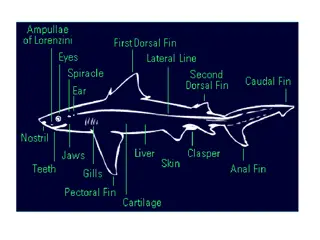 Evolutionary History and Characteristics of Sharks